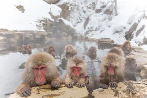 snow monkey of the outdoor bath